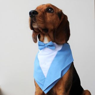 Sky Blue Bandana Tuxedo