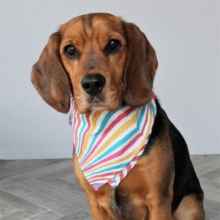 Rainbow Bandana