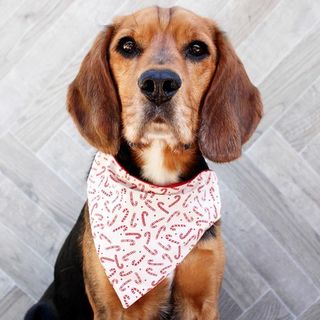 Candy Cane Bandana