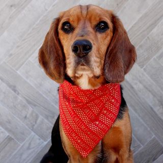 Happy Christmas Bandana