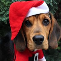 Christmas /New Year orders