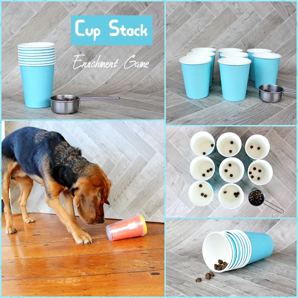 Canine DIY Enrichment