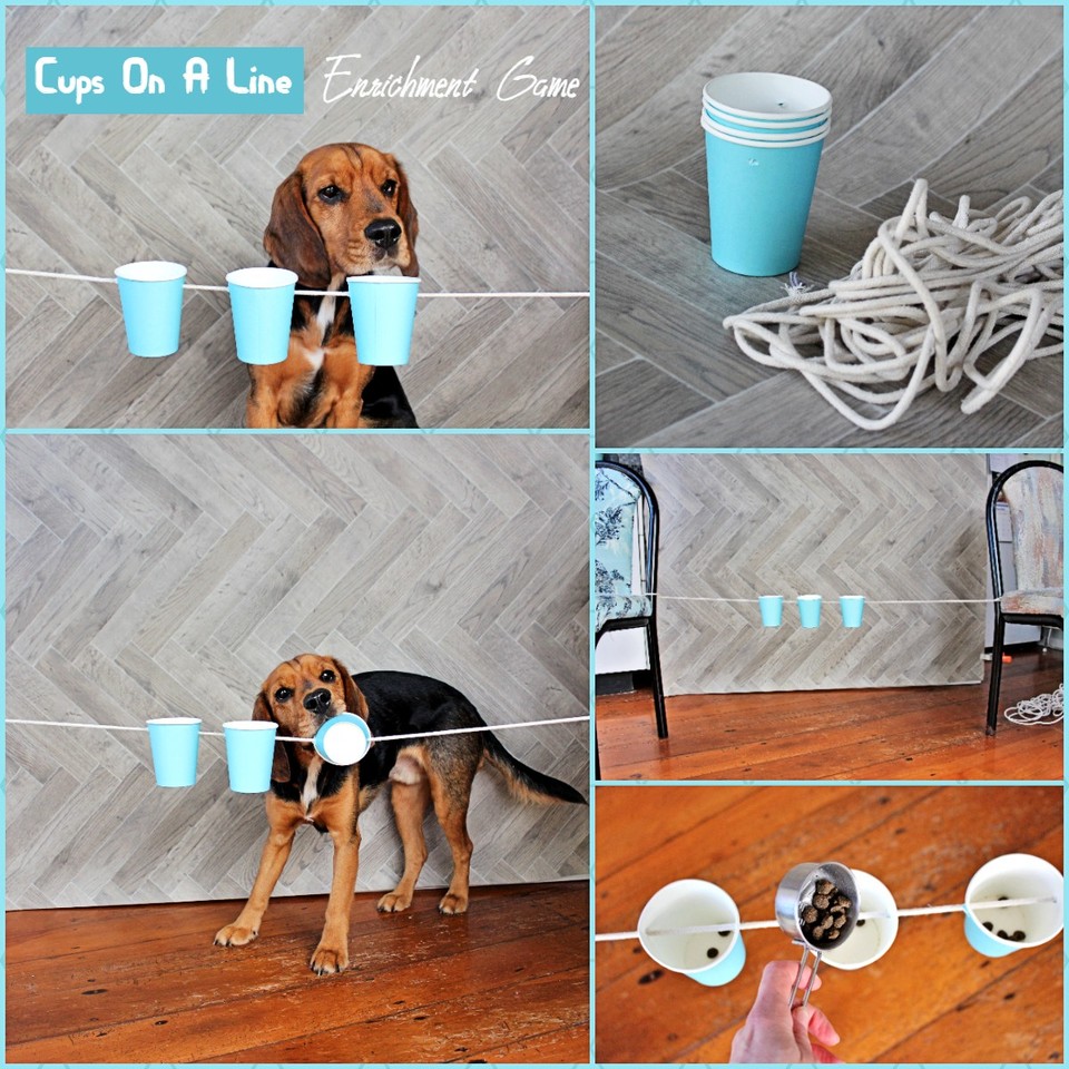 Diy dog hot sale enrichment games