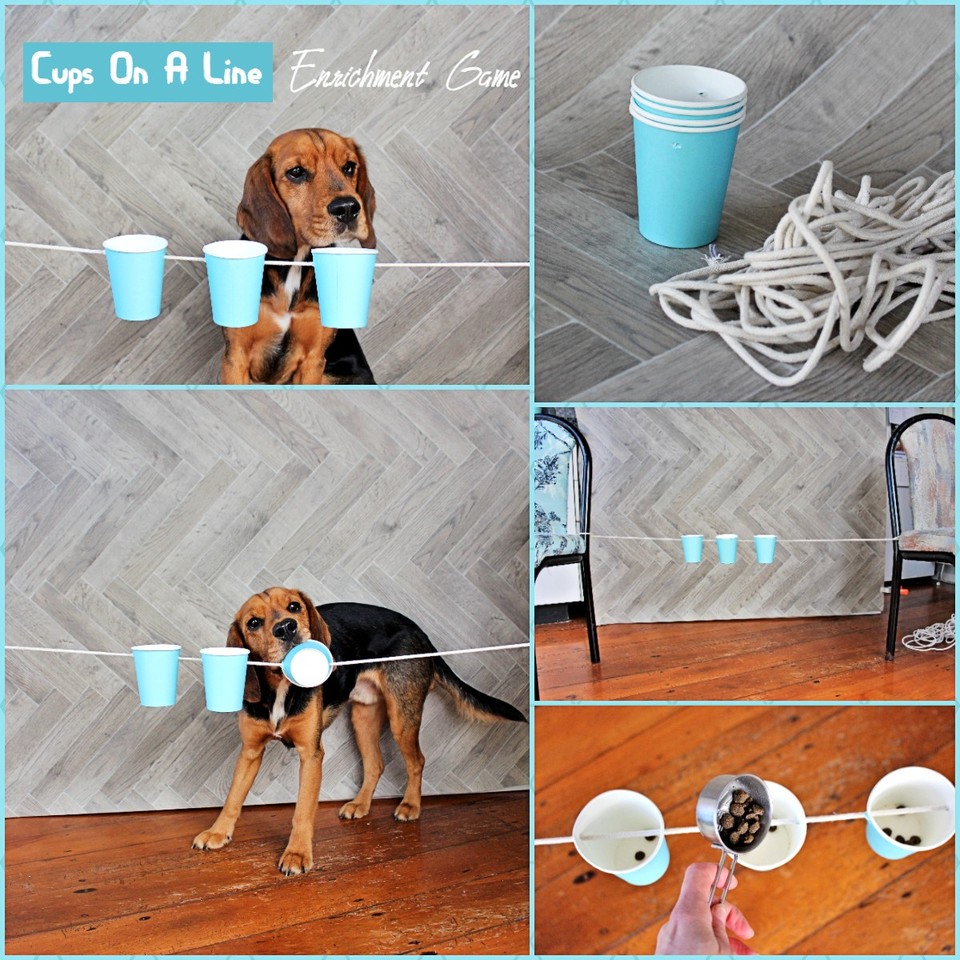 Canine DIY Enrichment