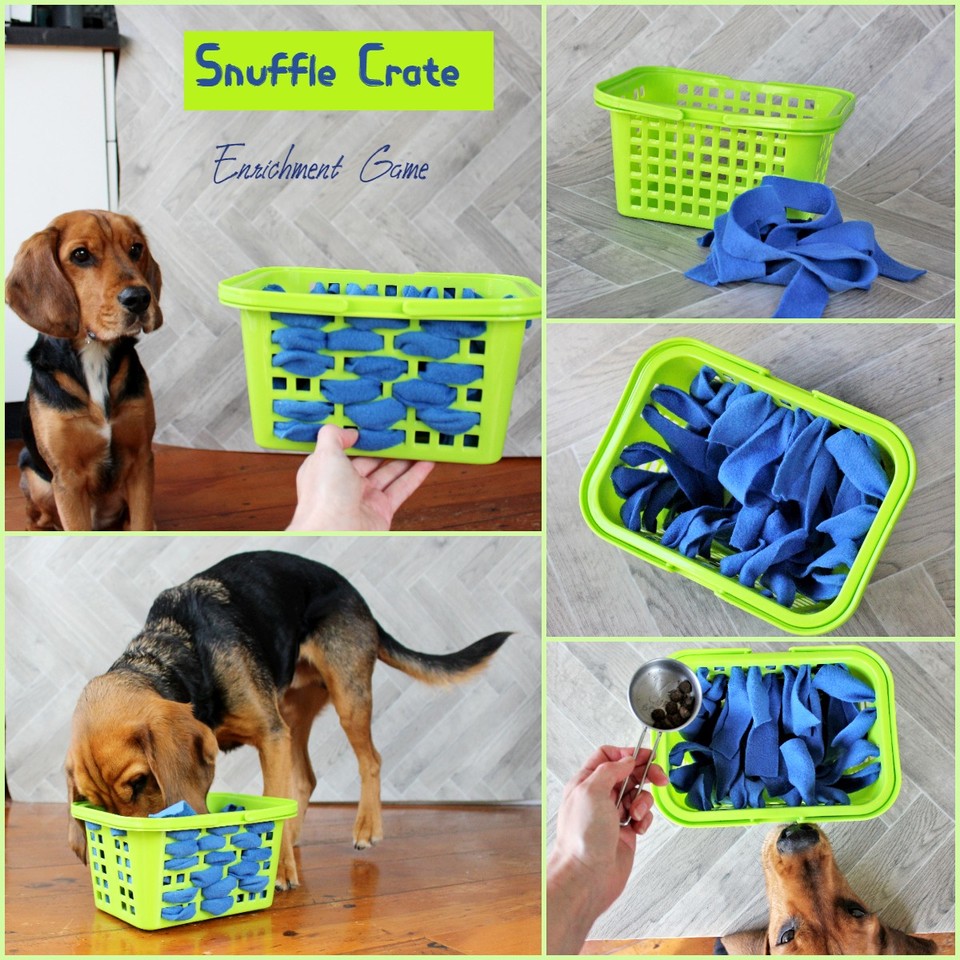 Dog enrichment games and activities - PitPat