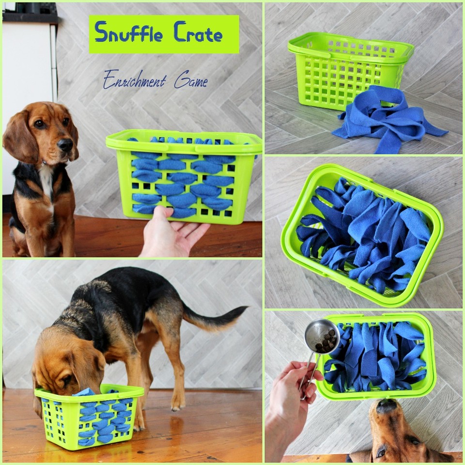 Dog Enrichment: Toys, Games, and DIY Ideas