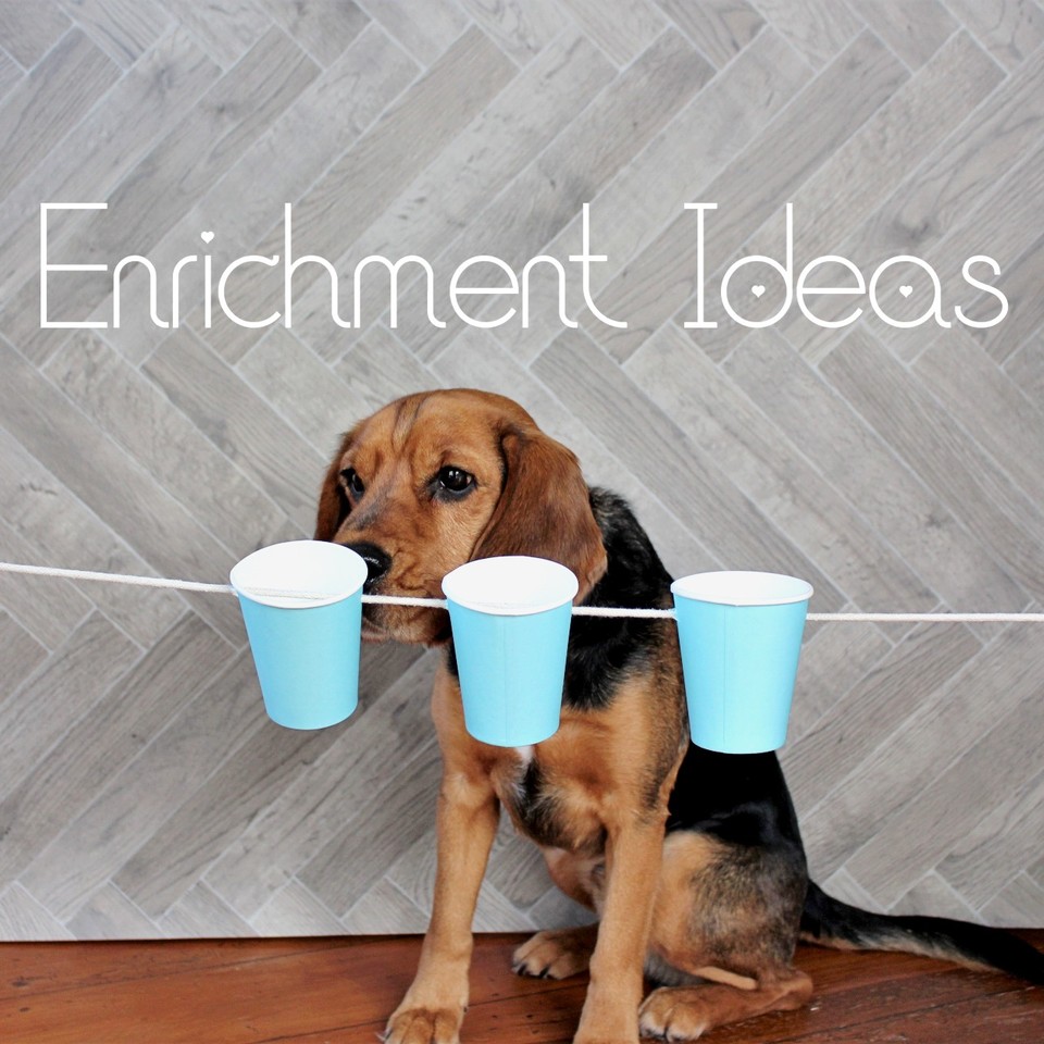 Enrichment Ideas For Pets