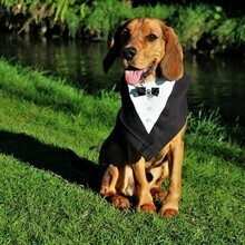 Dog in a tuxedo bandana