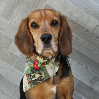 Vintage Christmas Bandana